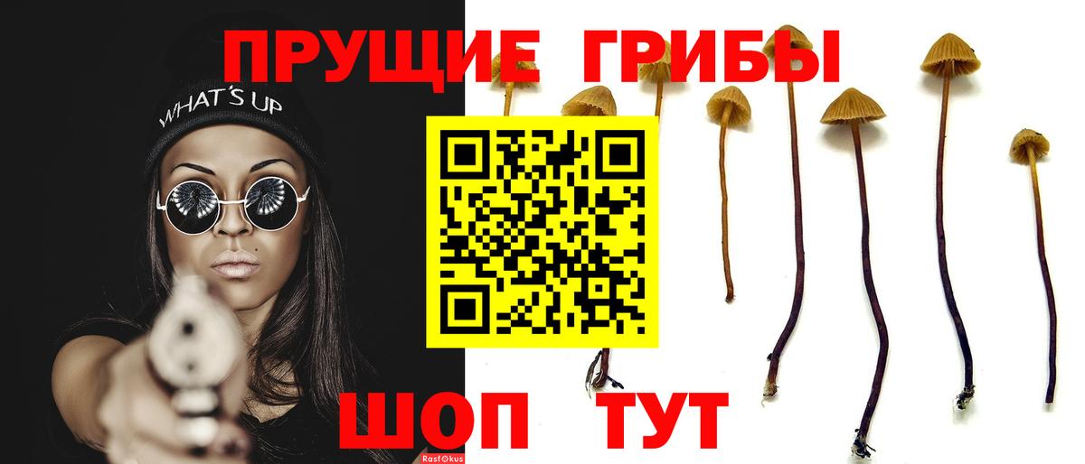 Псилоцибиновые грибы Psilocybe Красноармейск